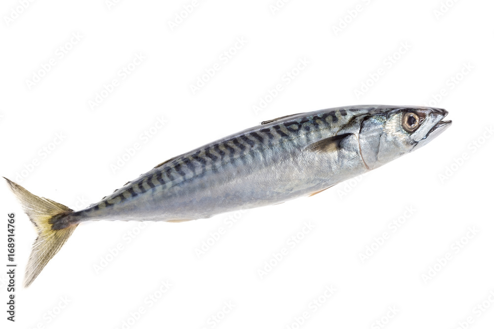 Freshly fishing squidback from the market ready to cook isolated on white background Freshly fishing squidback from the market ready to cook isolated on white background