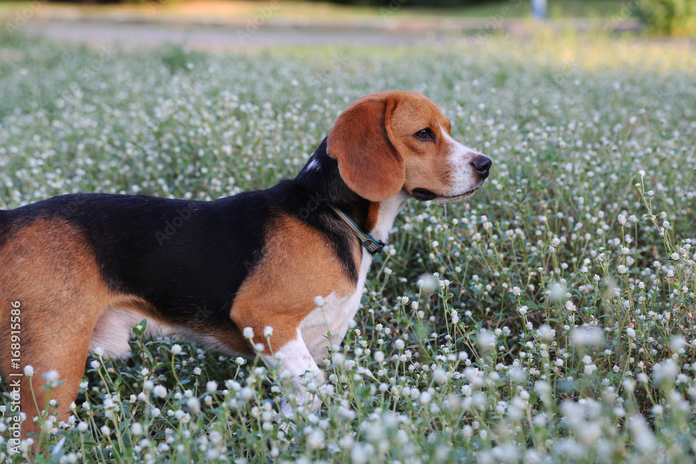 Beagle dog  in the wiild flower field.