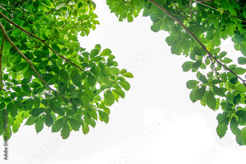 The branches and leaves are green on a white background,Clipping Path.