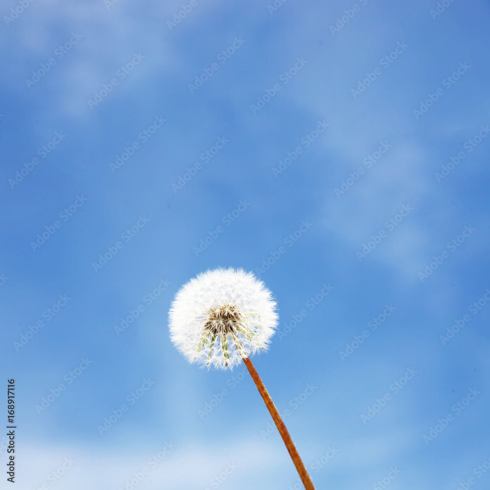 Schöne Pusteblume