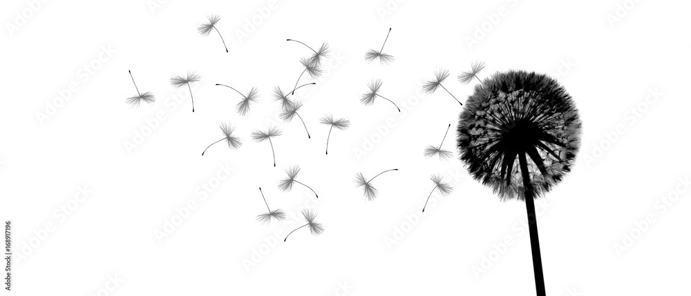 Fototapeta premium Piękny darmowy blowball