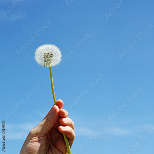 Fototapeta Naklejka Na Ścianę i Meble -  Schöne Pusteblume