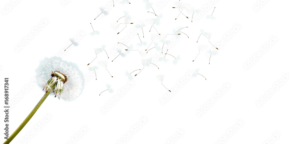 Fototapeta premium Piękny darmowy blowball