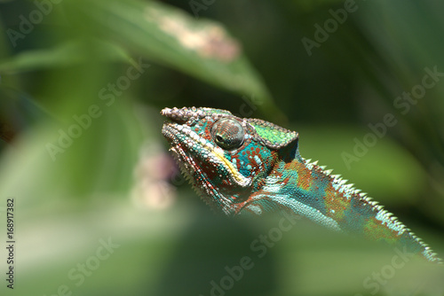 chameleon auf Blatt