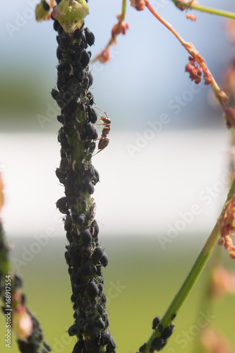 Aphid infestation of garden plants. photo