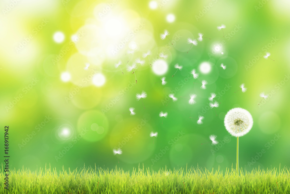 Obraz premium Schöne Pusteblume