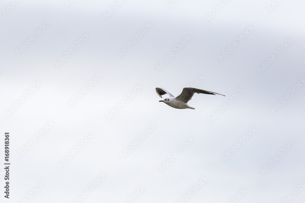 Obraz premium Flying seagll over the northern sea