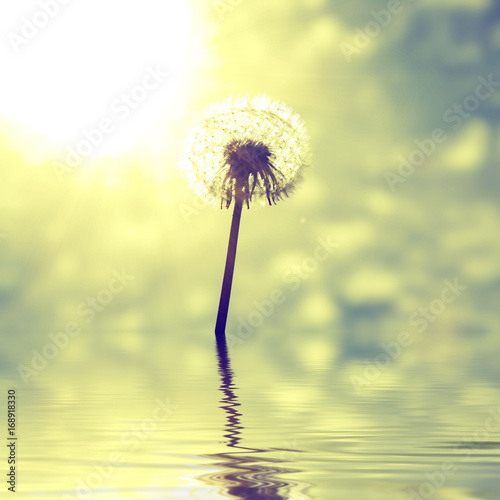 Fototapeta Naklejka Na Ścianę i Meble -  Schöne Pusteblume beim Sonnenuntergang