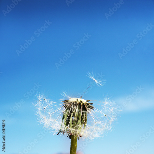 Fototapeta Naklejka Na Ścianę i Meble -  Schöne Pusteblume