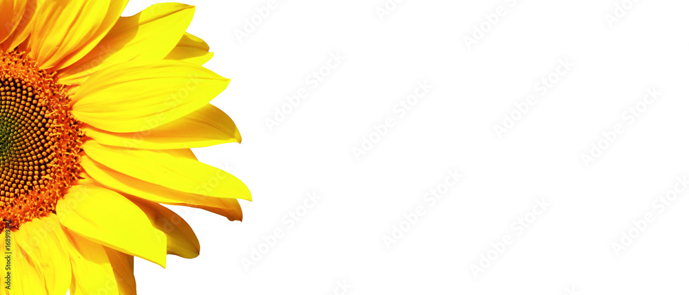 Obraz premium Sonnenblume auf weissem Hintergrund
