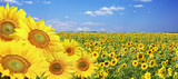 Wunderschöne Sonnenblumen