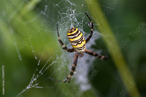Wasp spider in the center of a web with dew drops