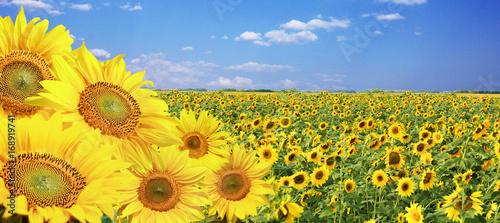 Fototapeta Naklejka Na Ścianę i Meble -  Wunderschöne Sonnenblumen