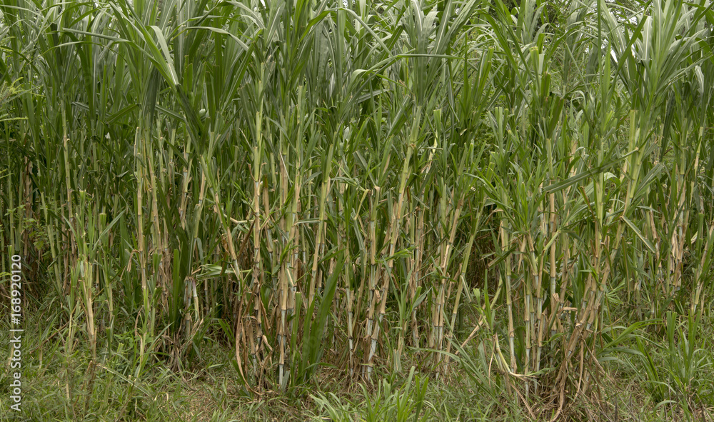 sugarcane plants grow in field sugarcane plants grow in field