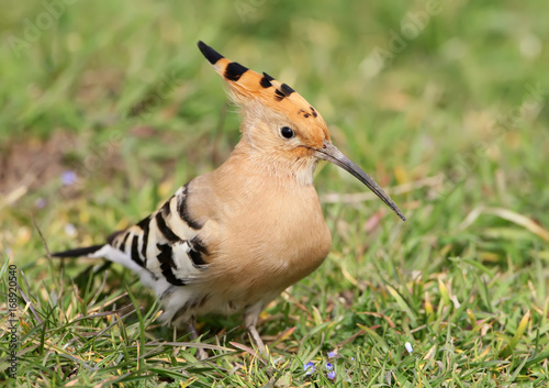 Fat hoopoe on the ground.