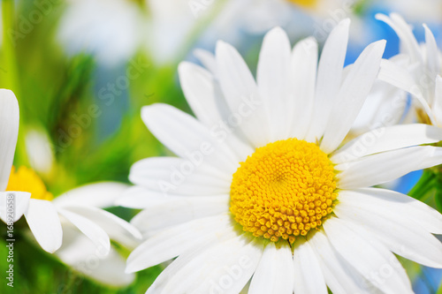 Chamomile among flowers