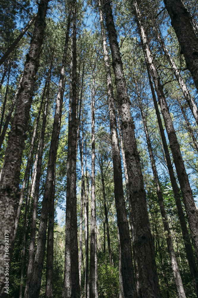 Enchanted foggy forest of pines