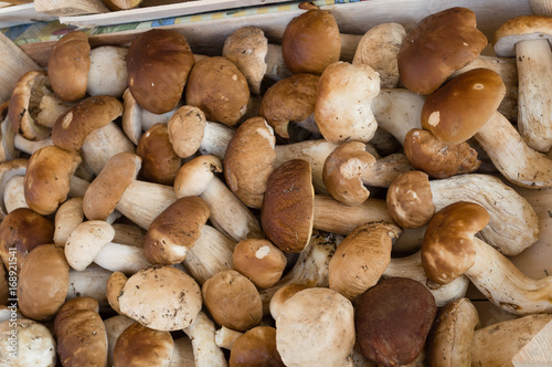 Fresh porcini mushrooms (boletus edulis) in the boxes at the local fermers market ready to sale
