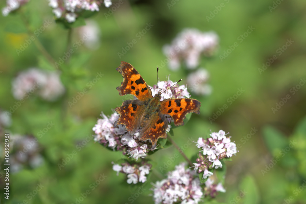 C Falter auf Blume C Falter auf Blume