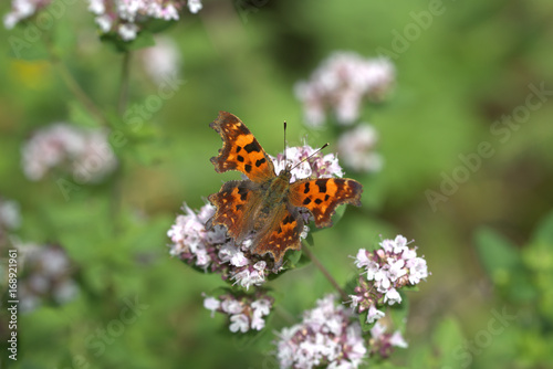  C Falter auf Blume