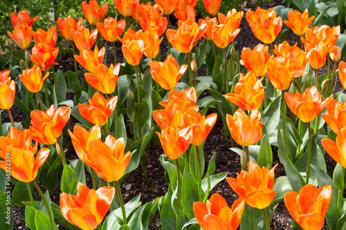 Photography Orange tulip field on a sunny day