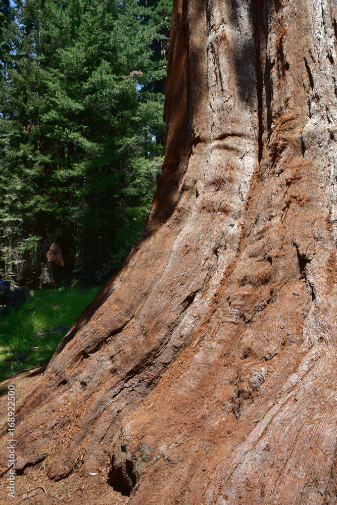 Giant Huge Sequoia Trees