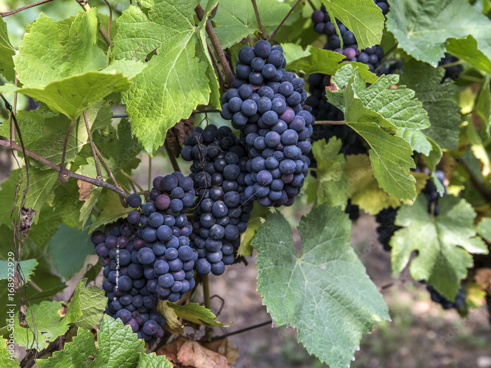 Grappe de raisin noir sur la vigne