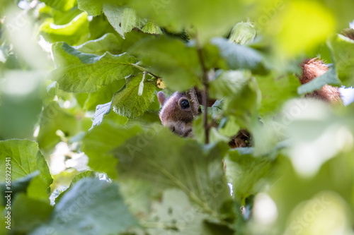 Squirrel hiding in a walnut tree