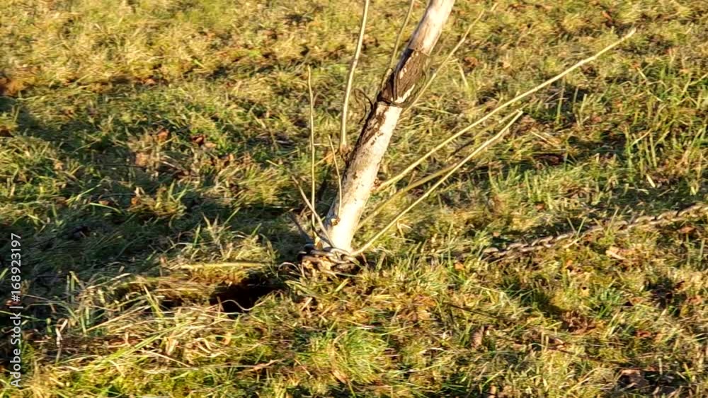 Pulling the tree from the ground with the chain on the tractor
Pulling the tree from the ground with the chain on the tractor