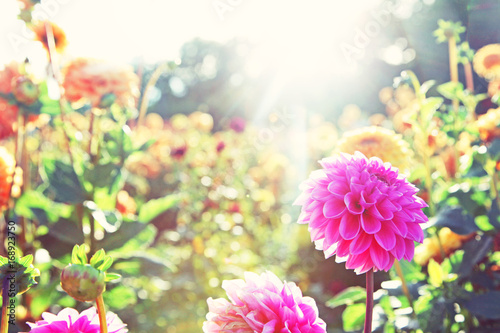 Fototapeta Naklejka Na Ścianę i Meble -  Wunderschöne Blumen im Sommer