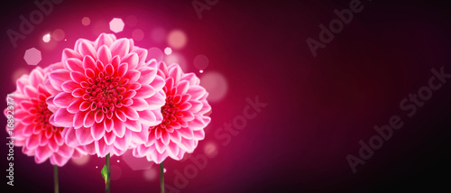 Fototapeta Naklejka Na Ścianę i Meble -  Wunderschöne Blumen im Sommer