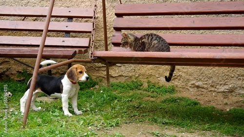 Beagle puppy and cat on swing
