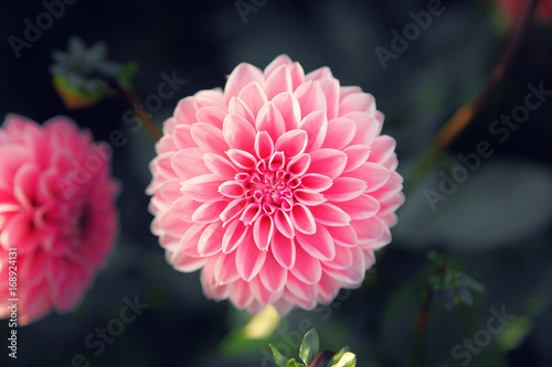 Fototapeta Naklejka Na Ścianę i Meble -  Wunderschöne Blumen im Sommer