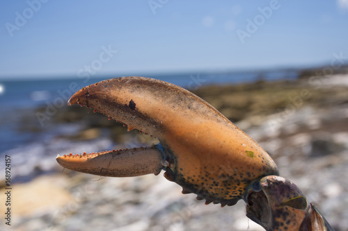 Crab claw with ocean - tilted