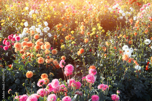 Fototapeta Naklejka Na Ścianę i Meble -  Wunderschöne Blumen im Sommer