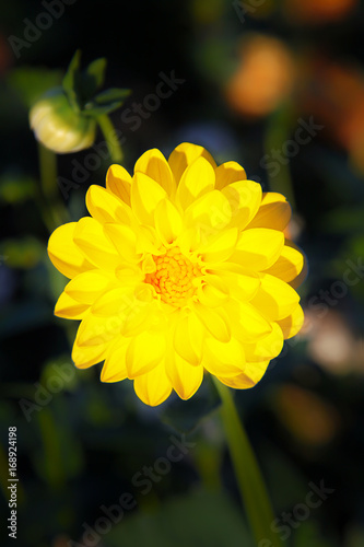 Fototapeta Naklejka Na Ścianę i Meble -  Wunderschöne Blumen im Sommer