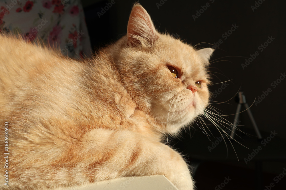 Obraz premium Exotic cat