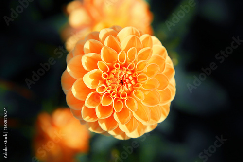 Fototapeta Naklejka Na Ścianę i Meble -  Wunderschöne Blumen im Sommer