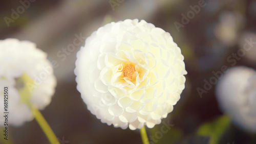 Fototapeta Naklejka Na Ścianę i Meble -  Wunderschöne Blumen im Sommer