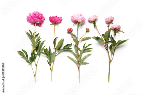 Pink peonies in a row lie on a white background.