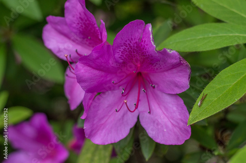 Fleur rose
