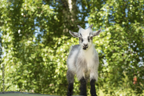 Young male goat portrait