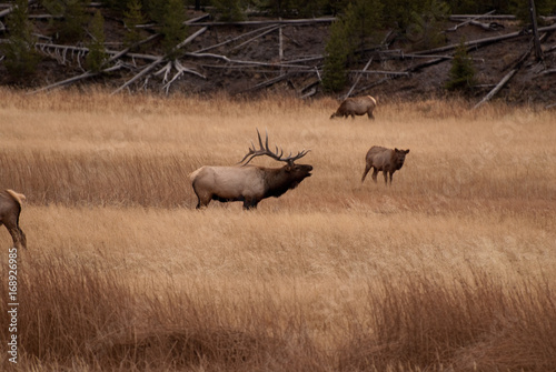 bugling elk