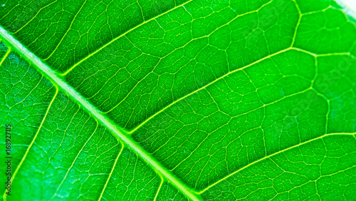 close-up of leaf vein