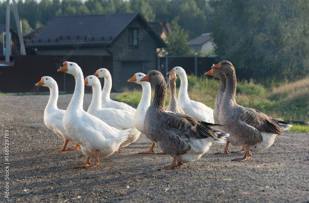 Summer, a sunny evening, a small village. There are a lot of geese marching in the street. They go in a dense state. Landscape shot. Russia. Moscow region Summer, a sunny evening, a small village. There are a lot of geese marching in the street. They go in a dense state. Landscape shot. Russia. Moscow region