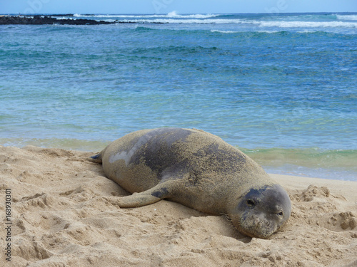 A Hawaiian monk seal is lying at Poipu Beach on the Hawaiian island of Kauai 3x photo
