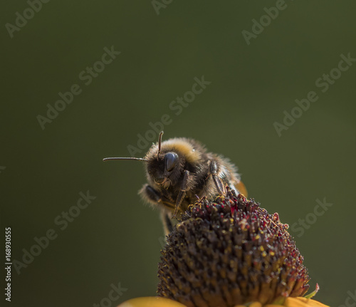 Fototapeta Naklejka Na Ścianę i Meble -  Bumblebee on Ox Eye Daisy