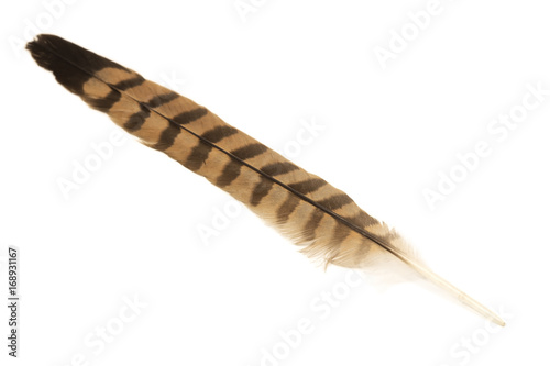 Pheasant feather photo