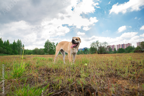 Fototapeta Naklejka Na Ścianę i Meble -  ca de bou dog standing on a field
