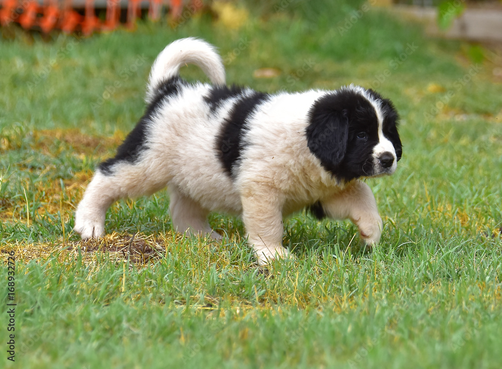 landseer dog puppy water work playing landseer dog puppy water work playing